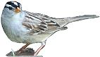 white-crowned sparrow