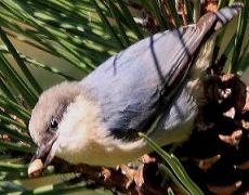 Red-breasted Nuthatch