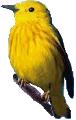 Yellow Warbler