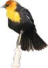 Yellow-headed Blackbird