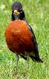 American robin