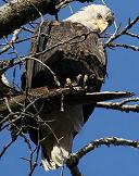 Bald eagle