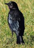 Brewer's blackbird