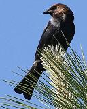 Brown-headed Cowbird