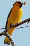 Bullock Oriole