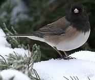 Dark-eyed Junco