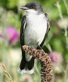 Eastern kingbird