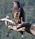 Golden eagle