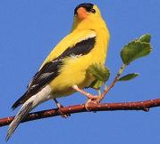 American goldfinch