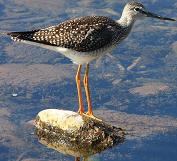 Greater yellowlegs