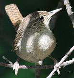 House Wren