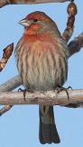 House finch