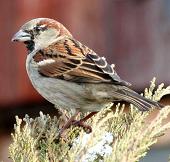 House sparrow