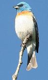 Lazuli Bunting