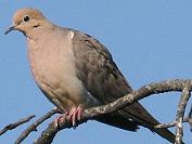 Mourning dove