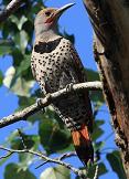 Northern flicker