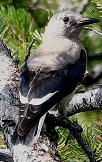 Clark's Nutcracker