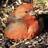 Red Crossbill