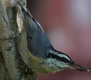 Red-breasted nuthatch