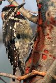 Red-naped sapsucker