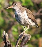 sandpiper