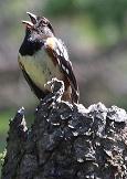 Spotted towhee