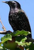 Starling