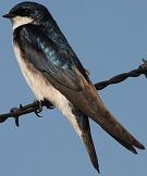 Tree swallow