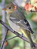 Western Tanager