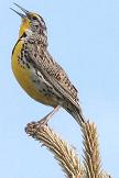 Western meadowlark