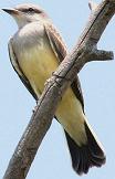 Western Kingbird