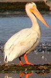 White pelican