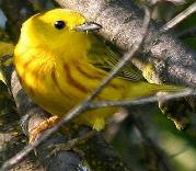 Yellow warbler