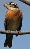 Black-headed grosbeak