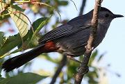 Gray catbird