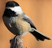 Black-capped chickadee