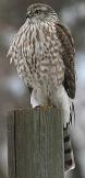 Cooper's hawk