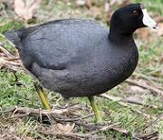 American coot