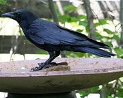 American crow