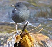 American dipper