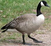 Canada goose