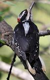 Hairy woodpecker