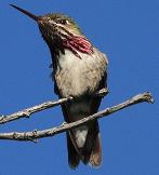 Calliope hummingbird