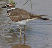 killdeer