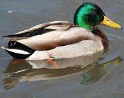 Mallard duck