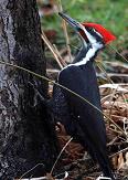 Pileated woodpecker