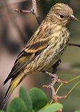 Pine siskin