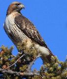 red-tail hawk