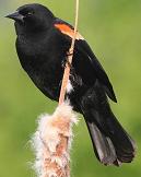 Red-wing blackbird