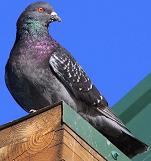 Rock pigeon